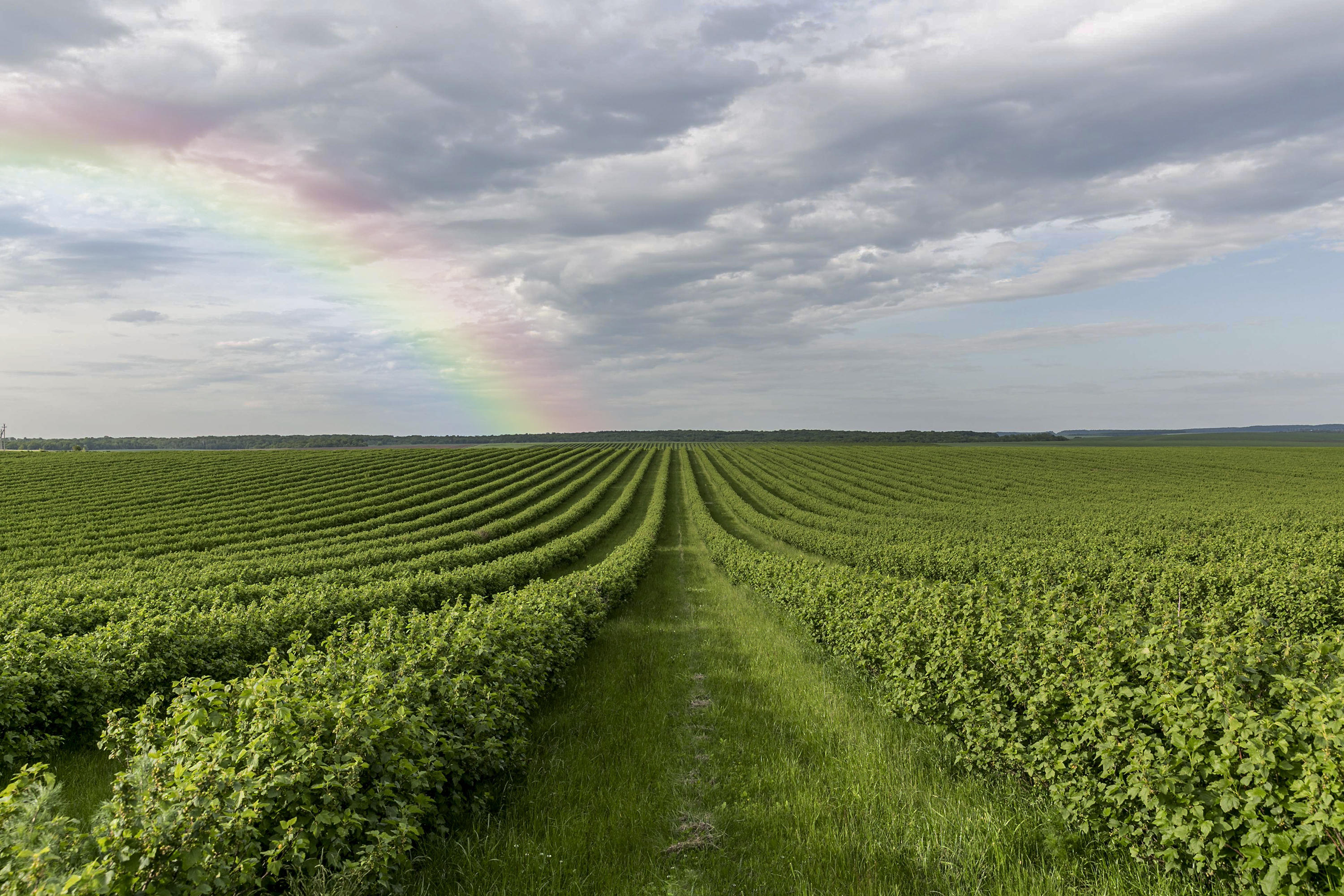 Agricultural fields