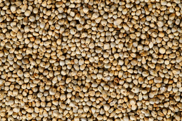 Bajra