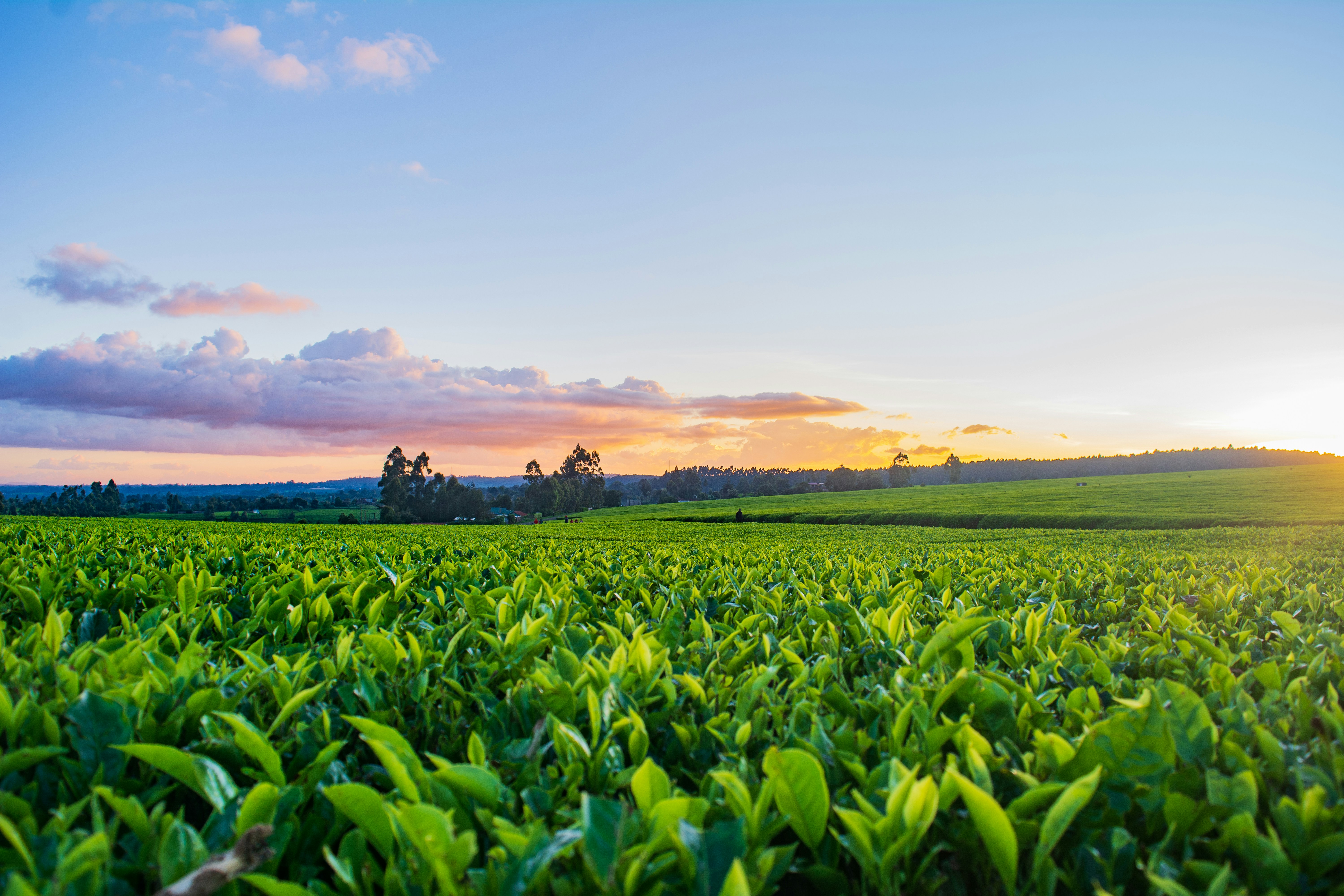 Agricultural Background
